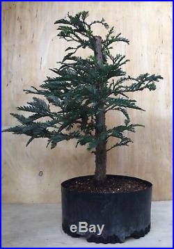 Rare Specimen Blue Steel Redwood Pre Bonsai Tree Big Thick Barky