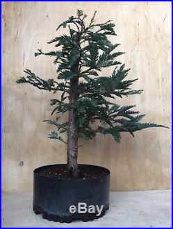 Rare Specimen Blue Steel Redwood Pre Bonsai Tree Big Thick Barky