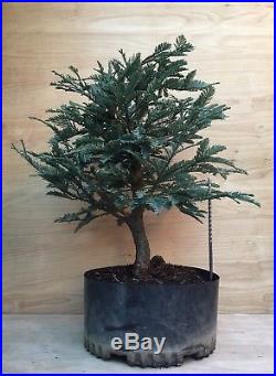 Rare Specimen Blue Steel Redwood Pre Bonsai Tree Big Thick Barky Silver Foliage