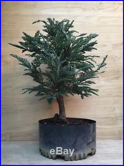 Rare Specimen Blue Steel Redwood Pre Bonsai Tree Big Thick Barky Silver Foliage