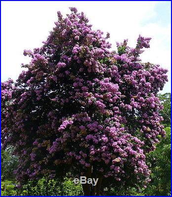 Rare Tree Bougainvillea Everblooming Out/Patio/Bonsai 4 Pot