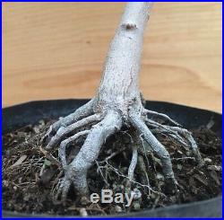 Rare Trident Maple Acer Buergerianum Bonsai Thick Trunk Nebari Evergreen HTF