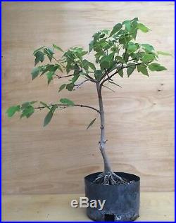 Rare Trident Maple Acer Buergerianum Bonsai Thick Trunk Nebari Evergreen HTF