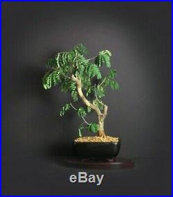 Rare thornless Brazilian raintree bonsai tree, Amazon exotics from S-G