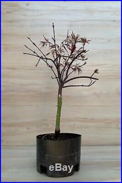 Red Dragon Japanese Maple Pre Bonsai Tree Thick Trunk Purple Scarlet Red HTF