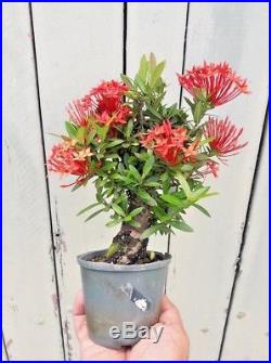Red Dwarf Ixora (Ixora Chinensis)- pre bonsai tree-NR-Free Shipping