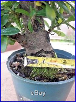 Red Dwarf Ixora (Ixora Chinensis)- pre bonsai tree-NR-Free Shipping