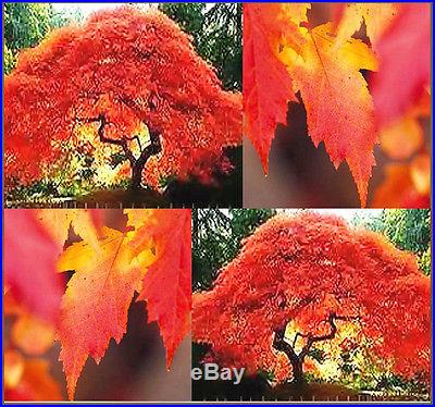 Red Flame Amur Maple, Gorgeous Fall Color! 20 seed pack Tree Seeds