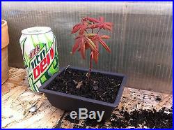 Red Good Blood Japanese Maple Pre Bonsai Acer Palmatum With pot