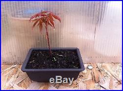 Red Good Blood Japanese Maple Pre Bonsai Acer Palmatum With pot