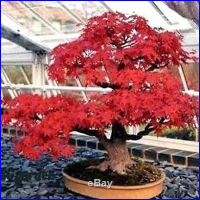 Red Japanese Maple, Acer (Palmatum atropurpureum) Bloodgood Tree Seeds Bonsai