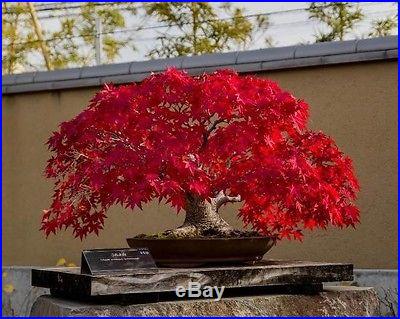 Red Japanese Maple, Acer (Palmatum atropurpureum) Bloodgood Tree Seeds Bonsai