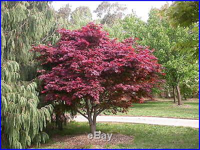 Red Japanese Maple, Acer palmatum atropurpureum, Tree Seeds