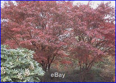 Red Japanese Maple, Acer palmatum atropurpureum, Tree Seeds