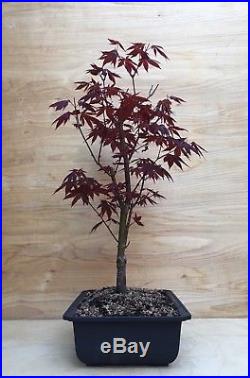 Red Japanese Maple Bonsai Tree Atropurpureum Momiji Thick Trunk No Graft