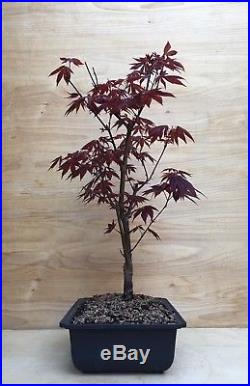 Red Japanese Maple Bonsai Tree Atropurpureum Momiji Thick Trunk No Graft