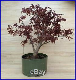 Red Japanese Maple Bonsai Tree Big Thick Trunk Specimen Momiji Atropurpureum