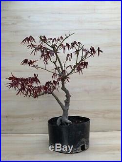 Red Japanese Maple Bonsai Tree Big Thick Trunk Specimen Momiji Atropurpureum