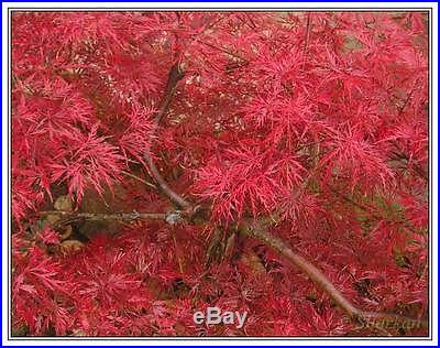 Red Lace Leaf Japanese Maple, Acer palmatum atropurpureum dissectum, Tree Seeds