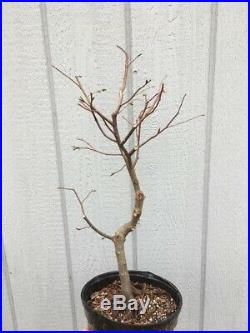 Red Leaf (loose Flowering) Hornbeam Tree Pre Bonsai Stock #1