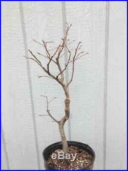 Red Leaf (loose Flowering) Hornbeam Tree Pre Bonsai Stock #1