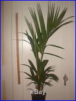 Red Sealing Wax Palm Tree Cyrtostachys renda 5-6+ft 3gal potted Ready2Plant