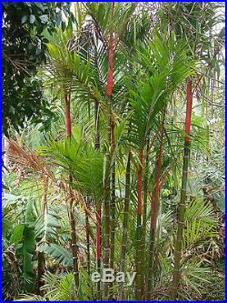 Red Sealing Wax Palm Tree Cyrtostachys renda 5-6+ft 3gal potted Ready2Plant