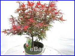Red Shaina maple for mame shohin bonsai tree