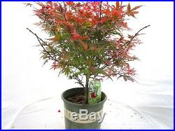 Red Shaina maple for mame shohin bonsai tree