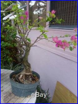 Red bougainvillea flowering pre bonsai #2
