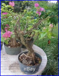 Red bougainvillea flowering pre bonsai #2