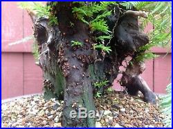 Redwood Bonsai Specimen Sequoioideae in Japanese pot by Yamaaki