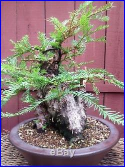 Redwood Bonsai Specimen Sequoioideae in Japanese pot by Yamaaki