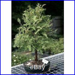 Redwood Bonsai Tree (metasequoia glyptostroboides)