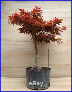 Rhode Island Red Dwarf Japanese Maple Pre Bonsai Tree BIG Thick Trunk Momiji