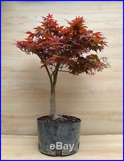 Rhode Island Red Dwarf Japanese Maple Pre Bonsai Tree BIG Thick Trunk Momiji