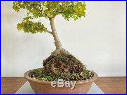Roots Over Rock Old Specimen Acer Trident Maple Bonsai In A Japanese Pot
