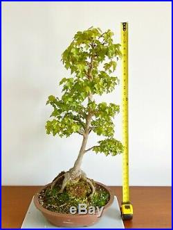 Roots Over Rock Old Specimen Acer Trident Maple Bonsai In A Japanese Pot