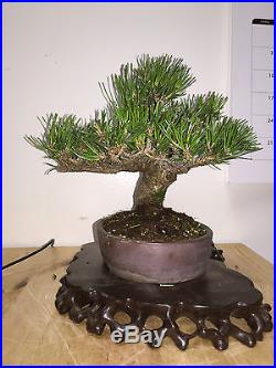 Shoin Mame Black Pine Bonsai Great Movement Show Ready A++ Fantastic Tree