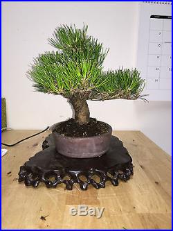 Shoin Mame Black Pine Bonsai Great Movement Show Ready A++ Fantastic Tree