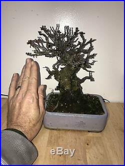 Shoin Ume Bonsai Import From Japan Apricot Show Winner Very Old Fruit Tree