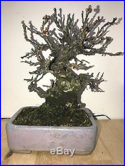 Shoin Ume Bonsai Import From Japan Apricot Show Winner Very Old Fruit Tree