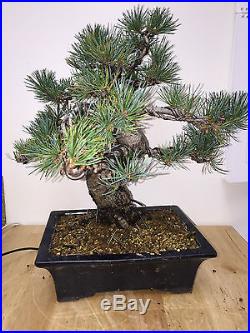 Shoin White Pine Bonsai Import From Japan 5 Needle Pine Show Ready A++ Tree