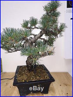 Shoin White Pine Bonsai Import From Japan 5 Needle Pine Show Ready A++ Tree