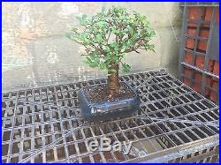 SOLD OUT READ DESCRIPTION Japanese Elm Bonsai Tree 7 Years Old Real Bonsai