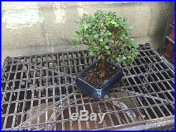 SOLD OUT READ DESCRIPTION Japanese Elm Bonsai Tree 7 Years Old Real Bonsai