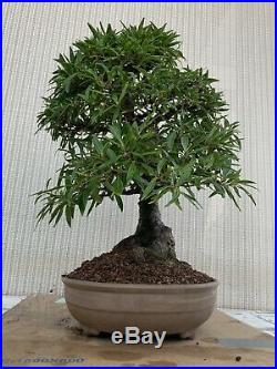 SUPERB BONSAI WILLOW LEAF FICUS (Ficus salicifolia)