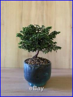 SUPER Dwarf Gemstone Hinoki Cypress Bonsai Tree Tiny Miniature Conifer Green