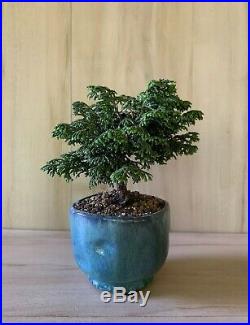 SUPER Dwarf Gemstone Hinoki Cypress Bonsai Tree Tiny Miniature Conifer Green