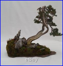 Sadebaum Juniperus Sabina